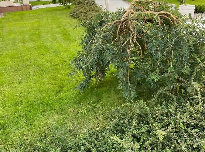 Scandinavia سفينويتشي